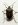 brown-marmorated-stink-bug.jpg