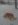 dog1.jpg