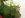 128-Thimbleberries.JPG