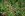 21-Wildflowers.JPG
