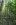 23-Forest.JPG