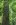 24-Forest.JPG