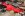 red.jpg