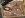 Flattops-1.jpg