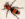 mutillidae02.jpg