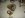 32 spline NP203 (Small).jpg