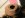 pinkivory 030.jpg
