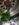 137036.jpeg