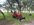 Massey front yard.jpg