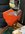 BEBA6988-F11C-4787-ADEB-B32A9F8C6B03.jpeg