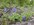 IMG_7407.JPEG