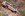 Bash_0787_005.JPG