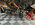 IMG_0782.jpeg