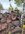 IMG_2192.jpeg