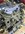 IMG_2629.jpeg