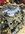 IMG_2630.jpeg