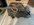 IMG_0217.jpeg