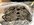 IMG_8737.jpeg