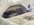 IMG_8957.jpeg