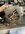 IMG_2779.jpeg