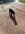 IMG_9217.jpeg