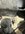 IMG_9668.jpeg
