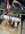 IMG_6626.jpeg