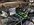 IMG_3455.jpeg