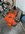IMG_1622 2.jpeg