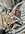 IMG_0420.jpeg IMG_0420.jpeg