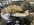 IMG_0221.jpeg