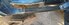 IMG_6239.jpeg