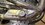 IMG_0704.jpeg