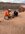 IMG_0803.jpeg