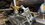 IMG_1023.jpeg