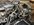 IMG_3587.jpeg