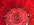 IMG_3012.jpeg