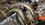 IMG_3921.jpeg