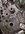 PXL_20260407_033548349.MACRO_FOCUS_Original.jpeg