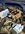 IMG_6420.jpeg