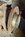 IMG_7042.jpeg