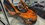 IMG_2456.jpeg