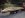 DSC00920Trusses.jpg