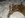 Johns_Deer_11-25_002.jpg