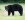 black-bear.jpg