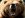 brown bear.jpg