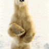 84PolarBear