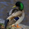 mallardchandler