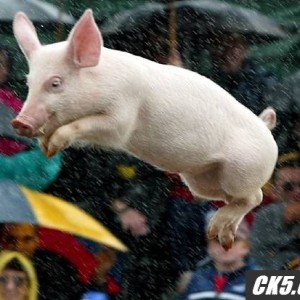Flying_Pig