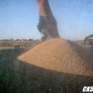 incoming rice
